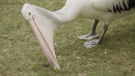 african pelican feeding and eating on grassland