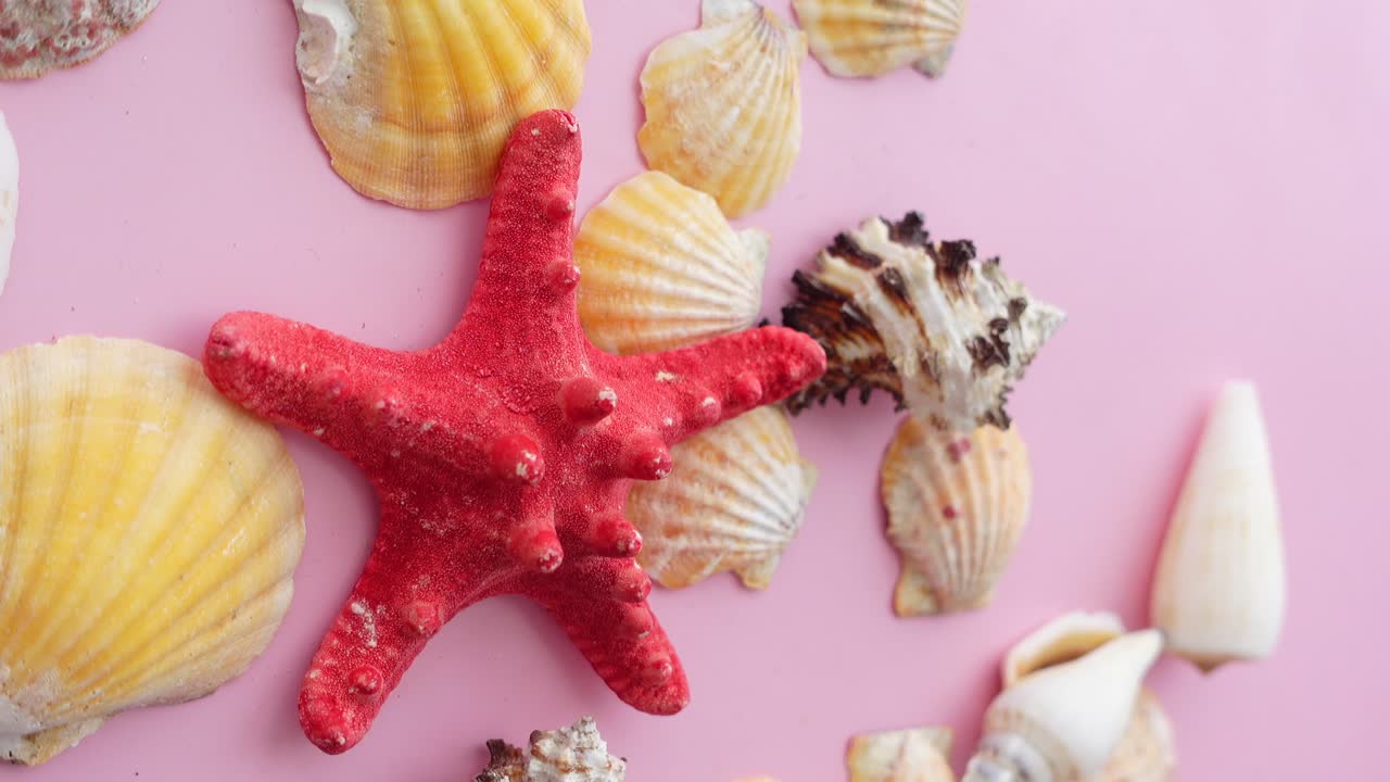 Collection of Seashells and Red Starfish on Pink Background