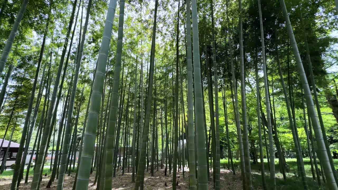Bamboo forest at Roka Kosyuen Park in Tokyo, Japan, showing tall bamboo stalks