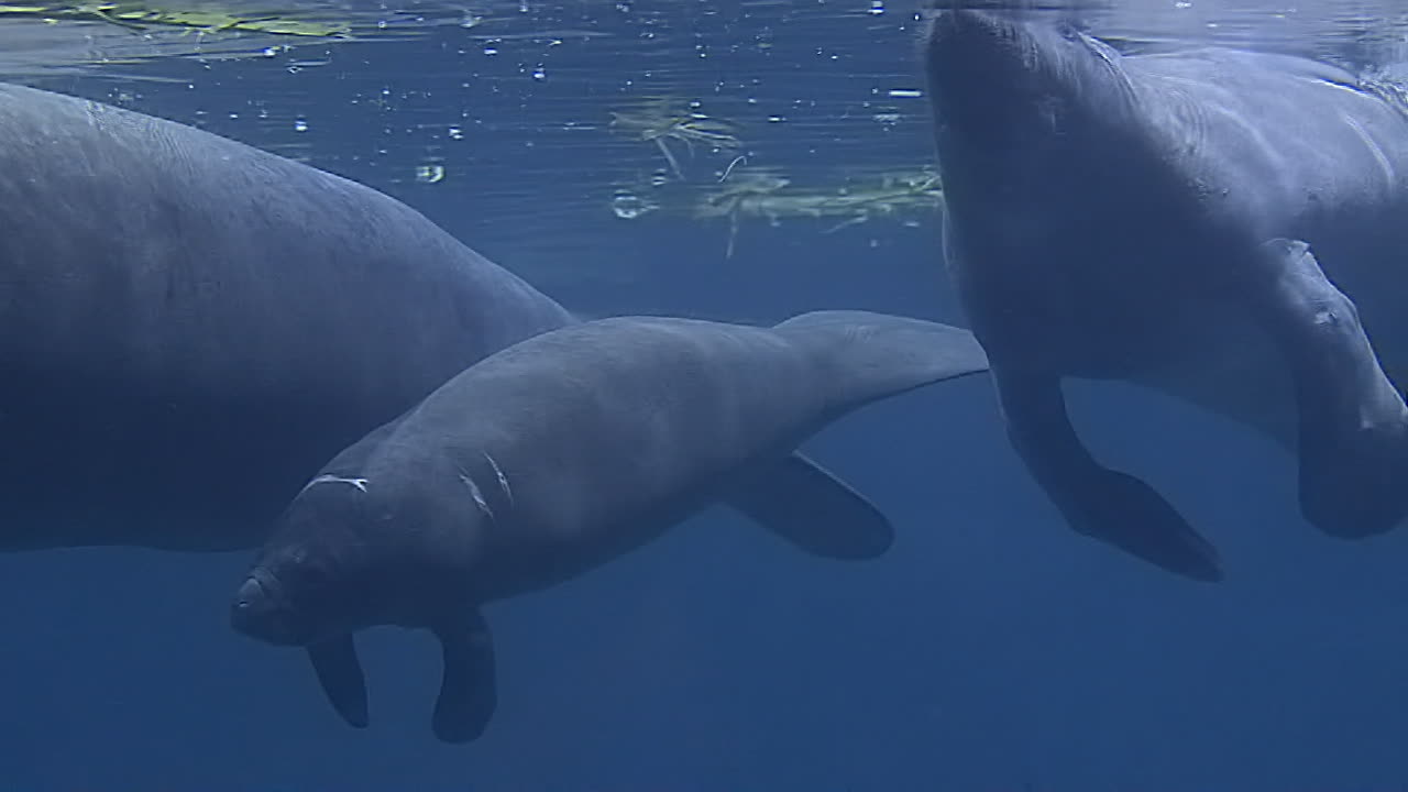Baby manatee feeding on elephant grass
