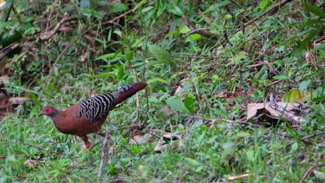 a female seen foraging for its breakfast in the forest and then walks away to the left