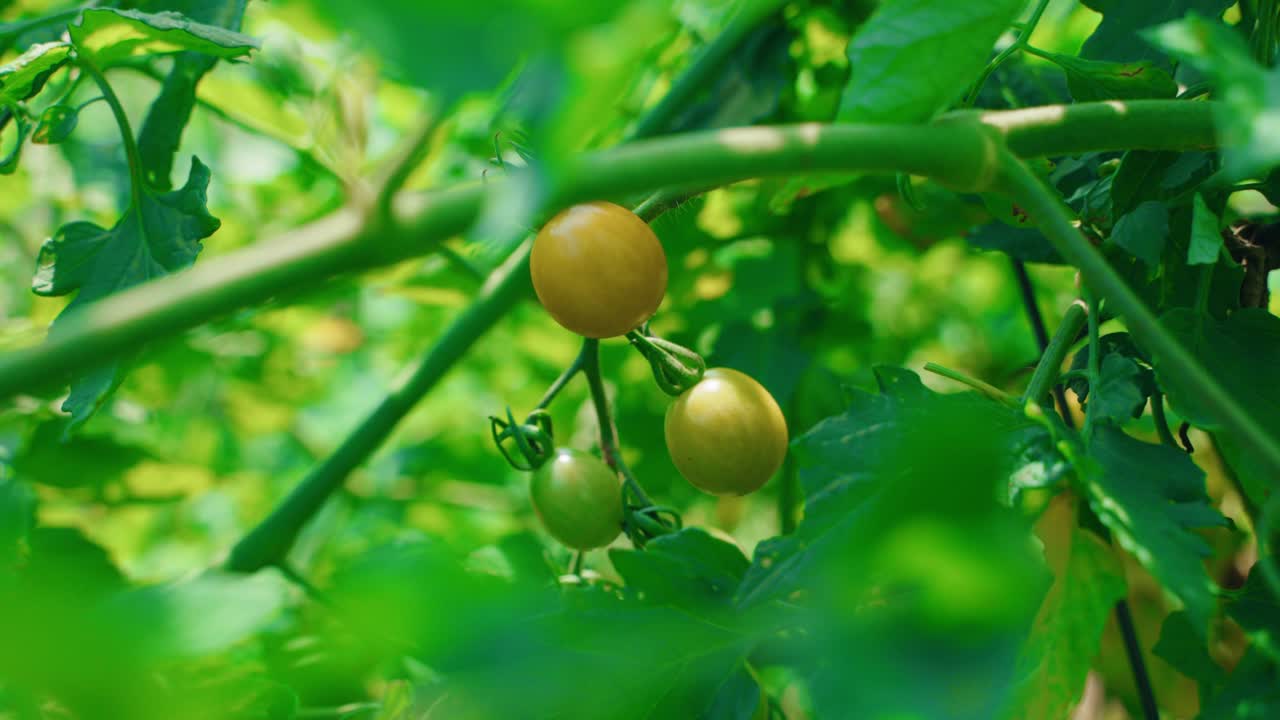A cluster of ripe cherry tomatoes hanging on green vines in sunlight, North America, Quebec, Montreal, Canada.