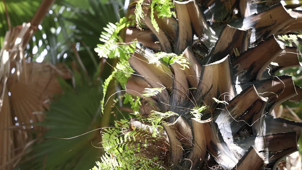 primer plano de una palmera con helechos circundantes