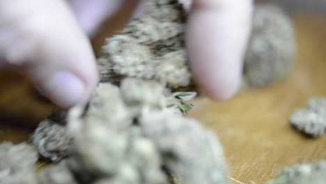 primer plano rotativo marihuana cogollos de malezas cultivadas orgánicamente