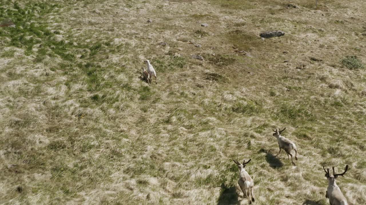 manada de renos en islandia vista desde arriba en pastizales abiertos, antena