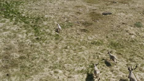 Herd-of-Reindeers-in-Iceland-seen-from-above-in-open-grassland,-aerial