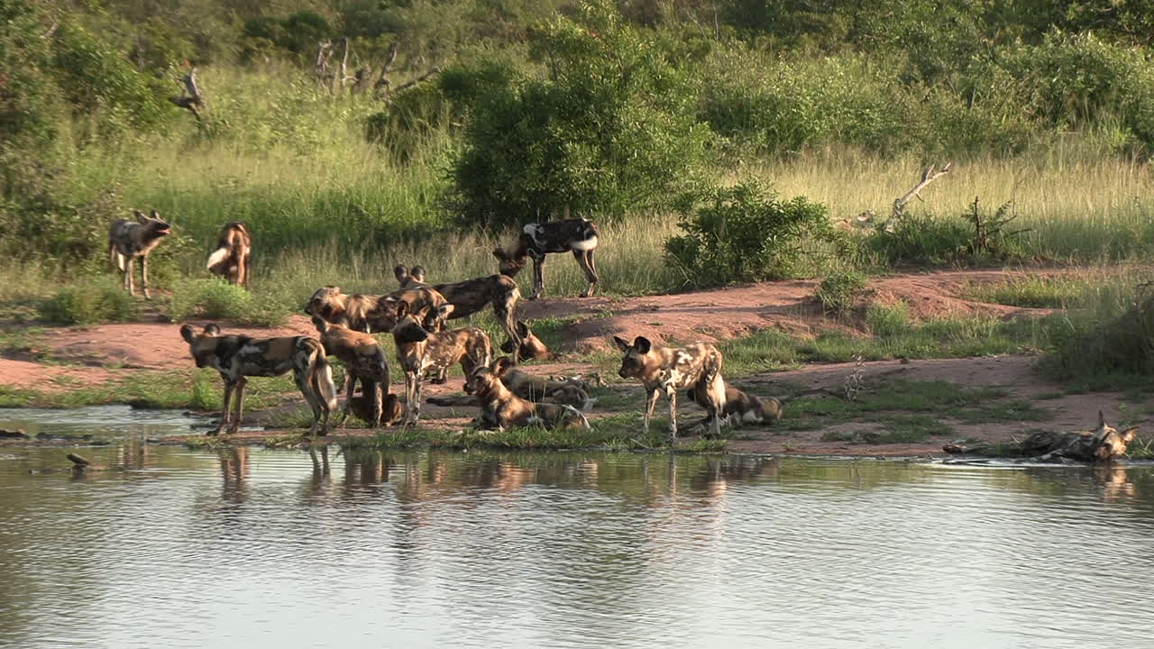 A pack of African wild dogs next to a waterhole, drinking and cooling down on a warm summer's day