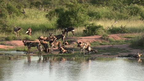 a pack of african wild dogs next to a waterhole, drinking and cooling down on a warm summer's day