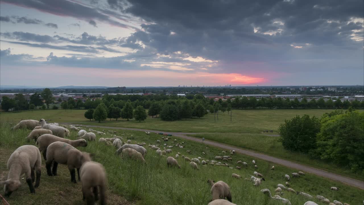 el rebaño de ovejas está pastando por la noche en el suburbio de hannover. baja sajonia. alemania.