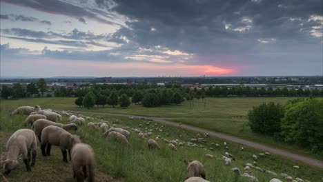 the herd of sheep is grazed in the evening on the suburb of hannover. lower saxony. germany. time lapse.