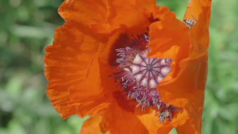 Draufsicht-Auf-Bienen,-Die-über-Die-Orangefarbene-Mohnblume-Kriechen