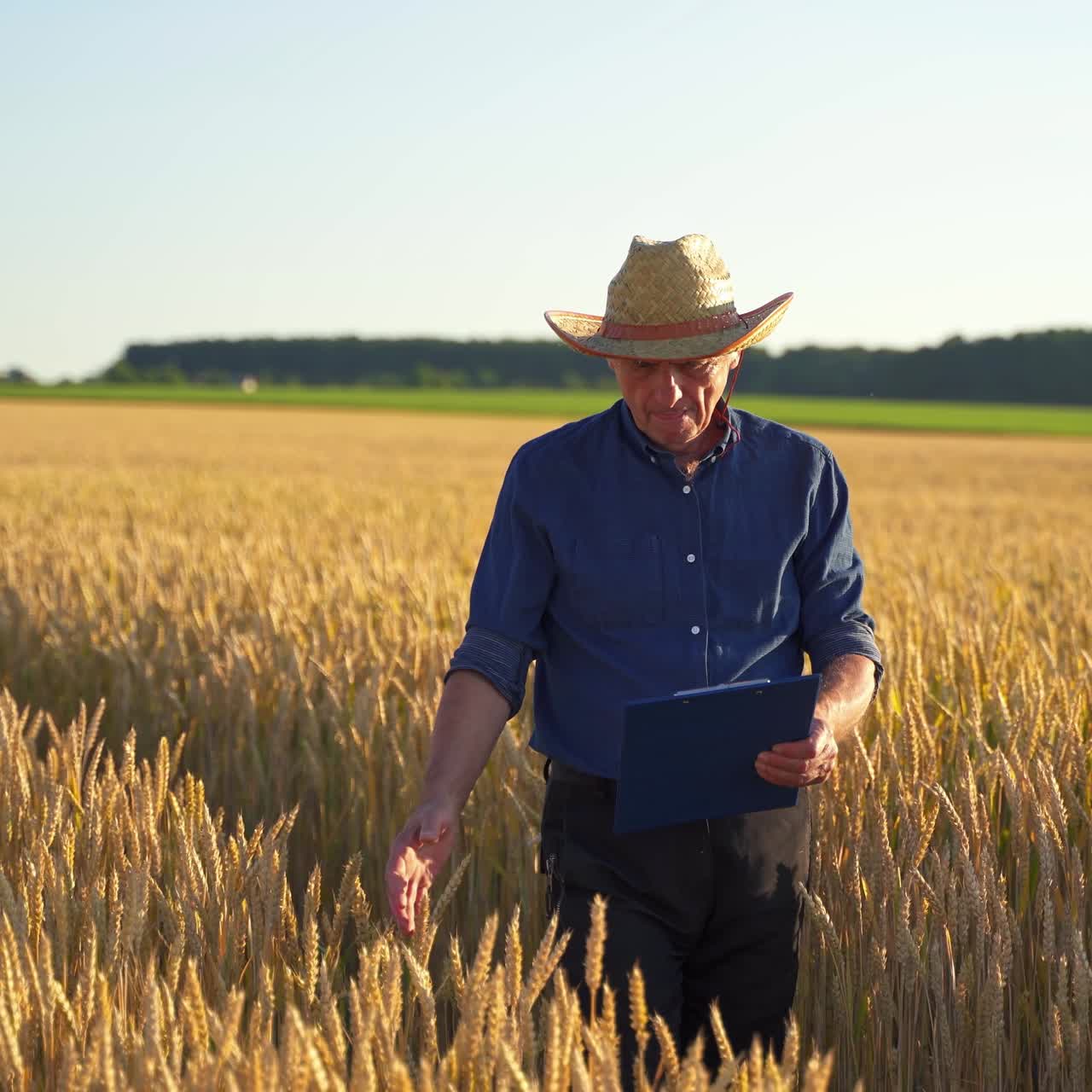 Farmer on a wheat field. Elderly man in hat with a folder walking inside the yellow field and examines the growth plants in farmland.