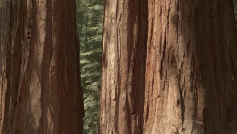 timelapse of two sequoia trunks in the yosemite national park