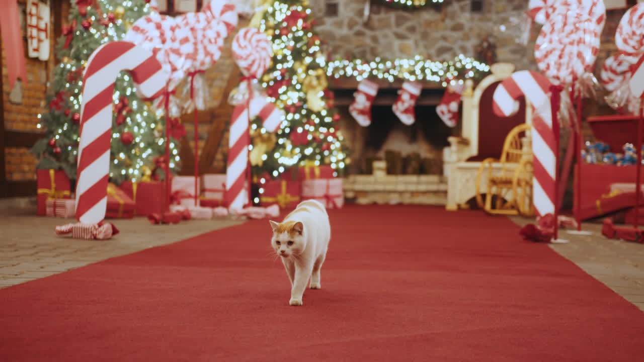 크리스마스 장식된 방에서 빨간 카을 고 있는 고양이
