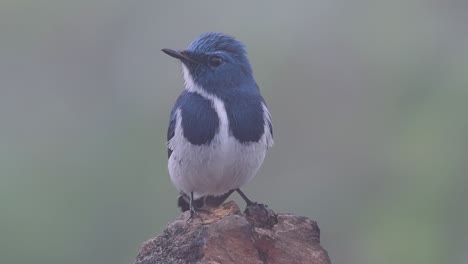 the ultramarine flycatcher, also known as the white-browed blue flycatcher, a winter migrant to thailand, is very friendy to people