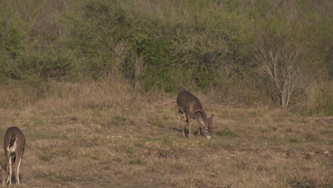 a whitetail buck in texas, usa