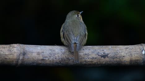 Hill-Blue-Flycatcher-Thront-Auf-Einem-Bambus,-Cyornis-Whitei