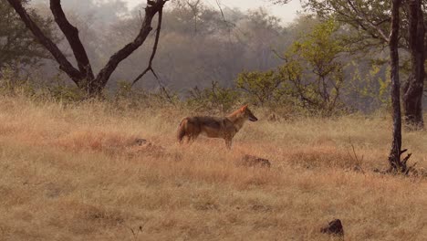 El-Lobo-Indio-(Canis-Lupus-Pallipes)-Es-Una-Subespecie-De-Lobo-Gris-Que-Se-Extiende-Desde-El-Suroeste-De-Asia-Hasta-El-Subcontinente-Indio.-Tiene-Un-Tamaño-Intermedio-Entre-El-Lobo-Tibetano-Y-El-árabe.