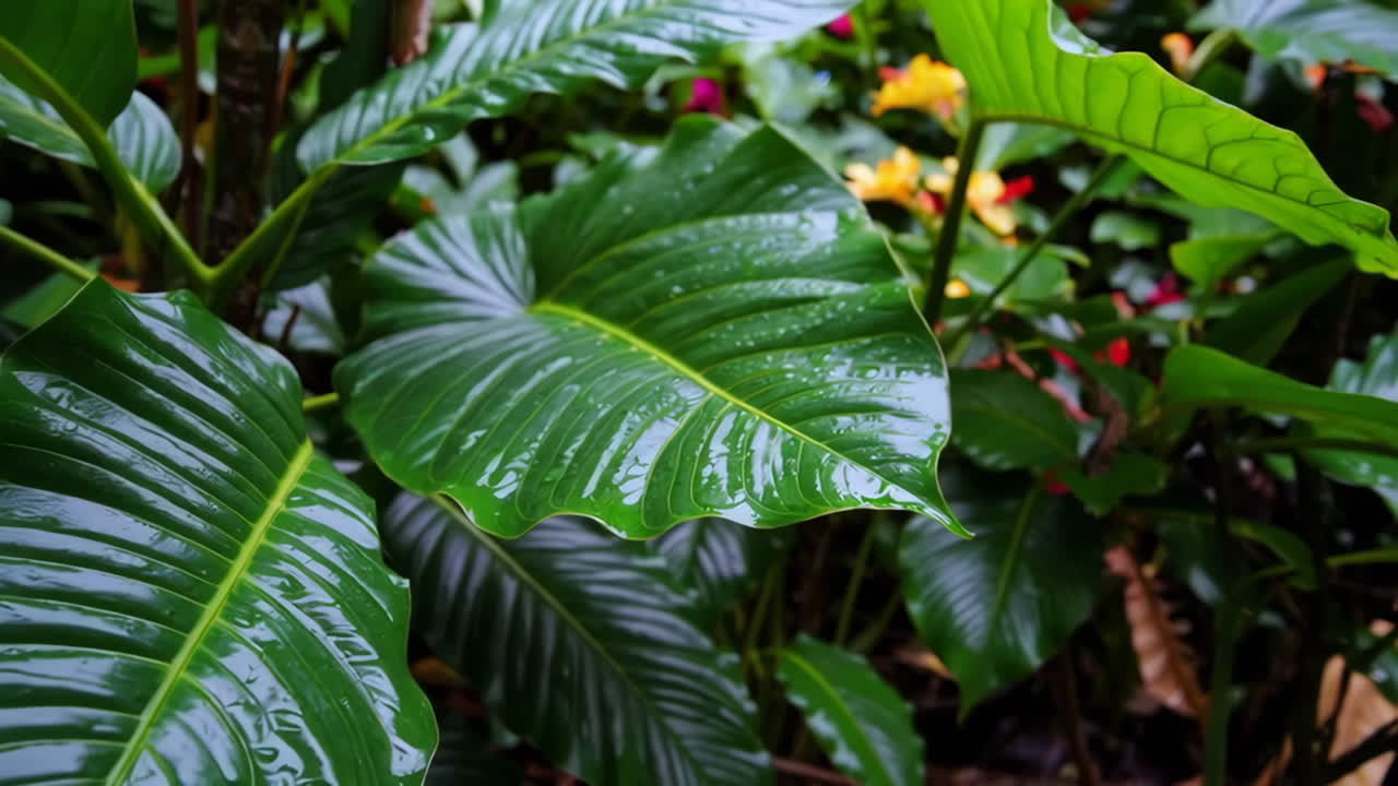 Close-up view of a wet tropical leaf