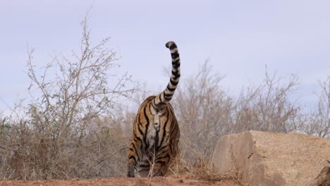 El-Tigre-Salta-Y-Sale-Del-Cuadro-Pasando-Por-La-Colina-En-Cámara-Lenta.