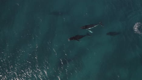 aerial of group of migrating humpback whales in dunsborough, western australia pt 4