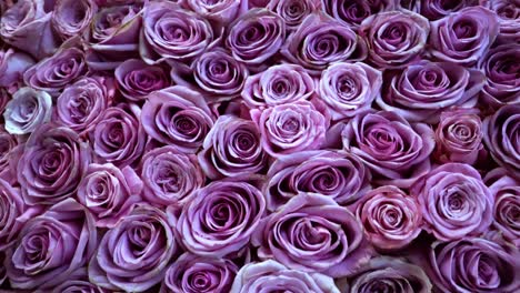 natural roses background closeup