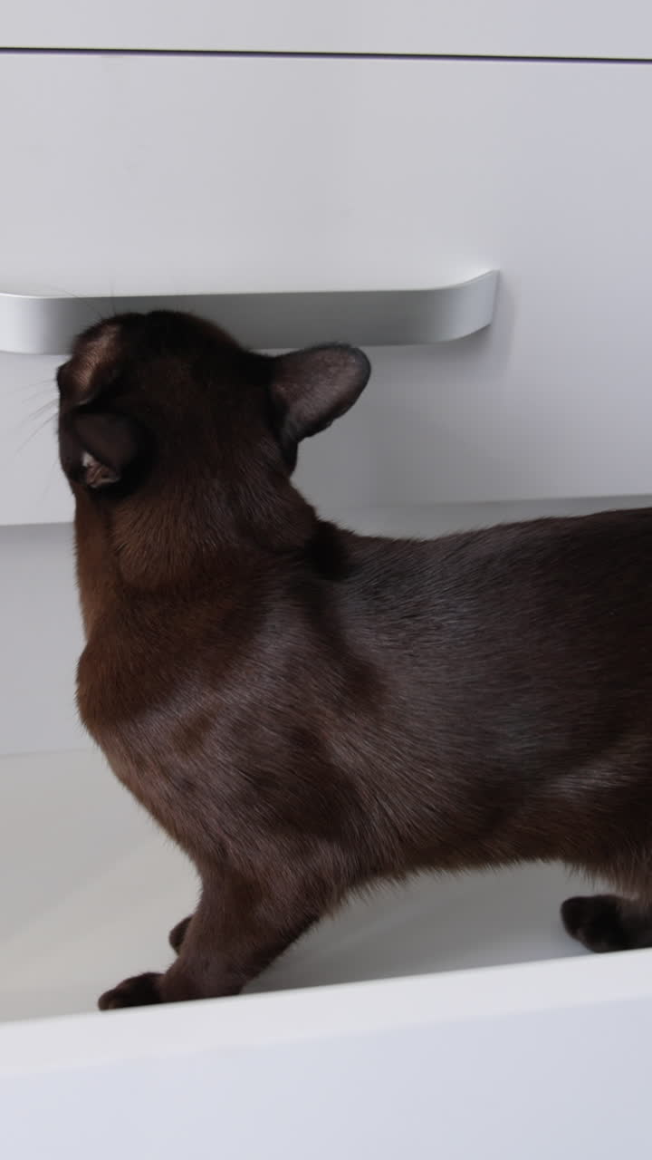 Domestic at standing in the empty drawer of the chest. Kitty exploring the piece of furniture. Close up. Vertical video