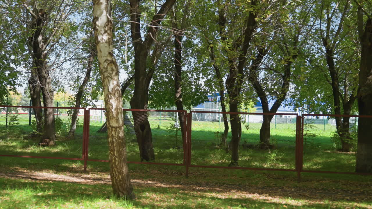 green birch grove behind rusty fence, dappled sunlight on grassy ground, tall slender birch trunks, leafy canopy casting soft shadows, metal fence with peeling paint, distant buildings glimpsed