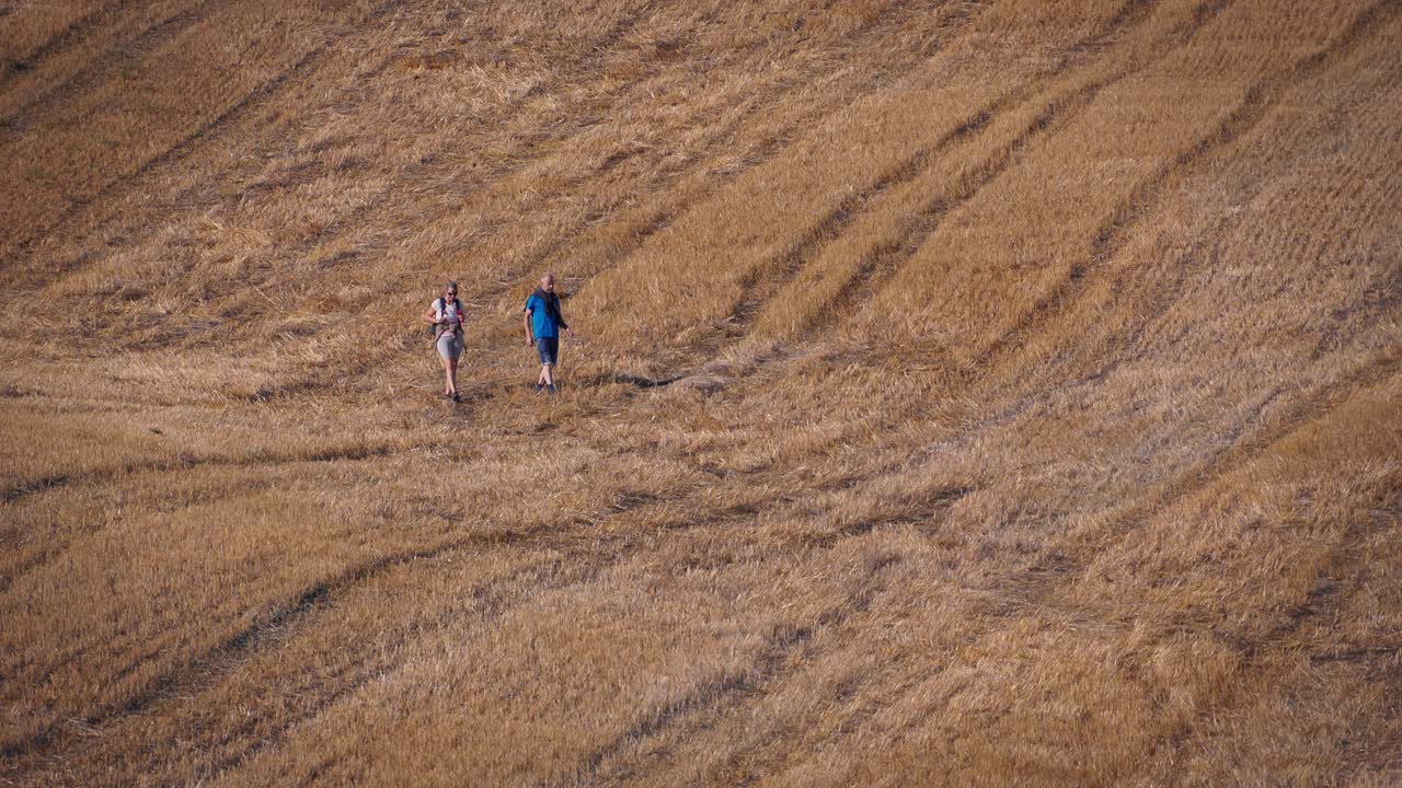 Agriculture field autumn, golden colour cereal field with farm equipment tracks