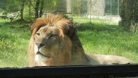 closeup of sad lion at the zoo