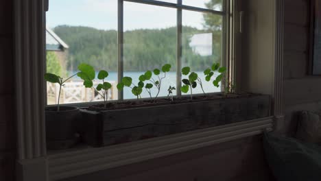 Plantas-De-Interior-Plantadas-En-Una-Caja-De-Madera-Junto-A-La-Ventana