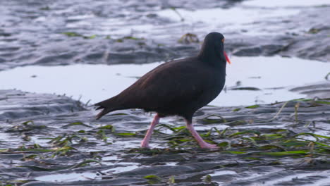 ostrero negro caminando en la playa en busca de comida