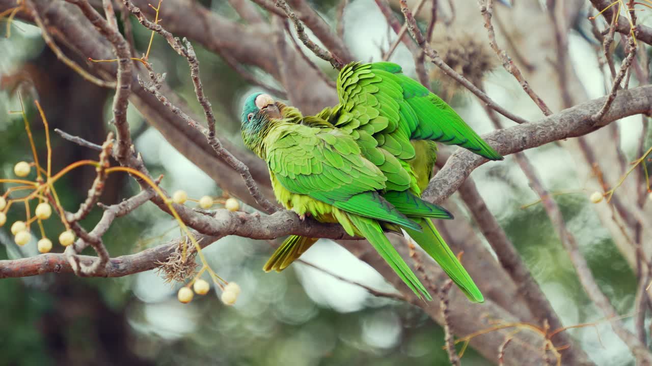Pair of blue-crowned parakeets perched on a branch, preening and interacting in their natural habitat in Argentina
