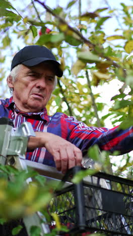 apple harvest gathering in early autumn season. aged farmer on the step-ladder picking red fruit into a box. vertical video