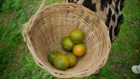 woman holding a basket of oranges