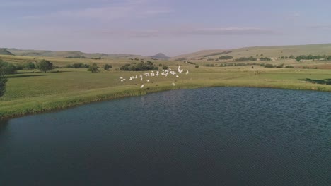 fly over dam with a flock of birds taking flight