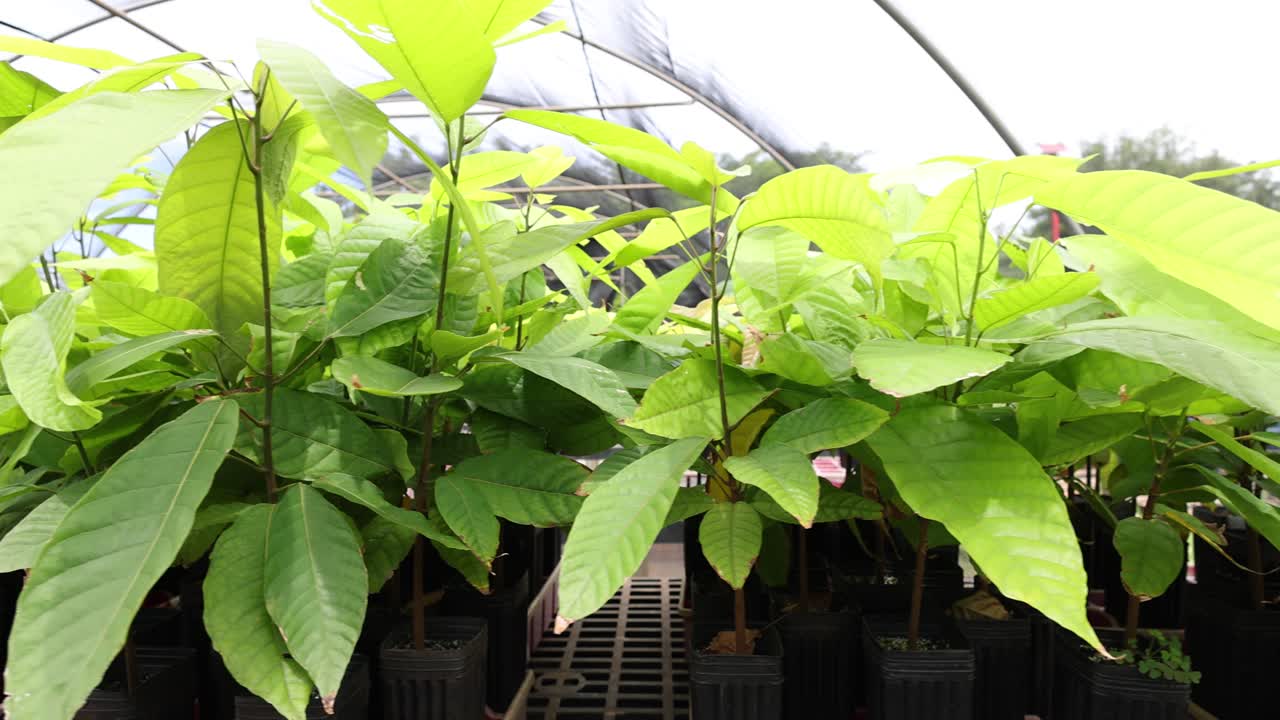 joven vivero de cacao; cámara panorámica a la izquierda