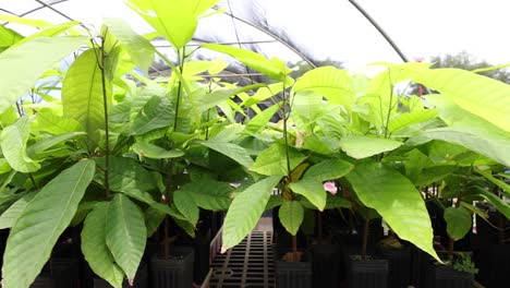 Young-Cacao-Tree-Nursery;-Camera-Panning-Left
