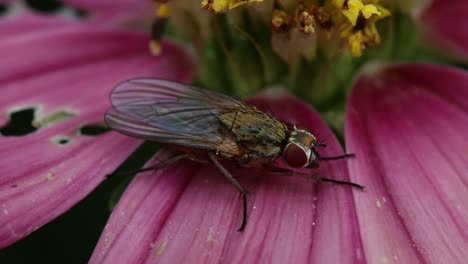 Nahaufnahme-Einer-Fliege,-Die-Auf-Einer-Violetten-Gartenblume-Thront