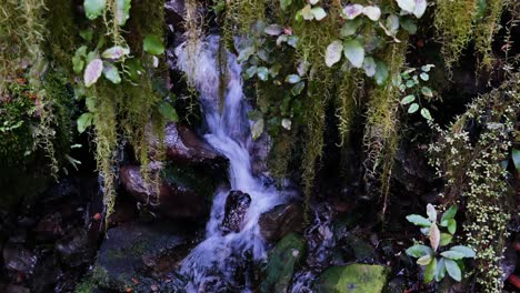 unique flowing stream under hanging moss canopy