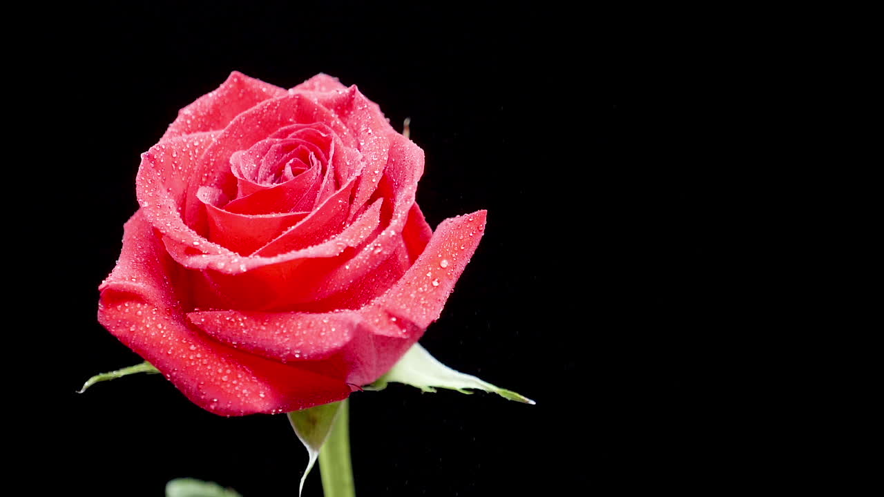 Rosa rossa con gocce d'acqua