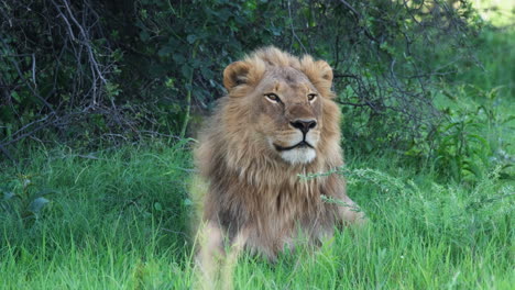 african lion looking afar while lying on grassy ground