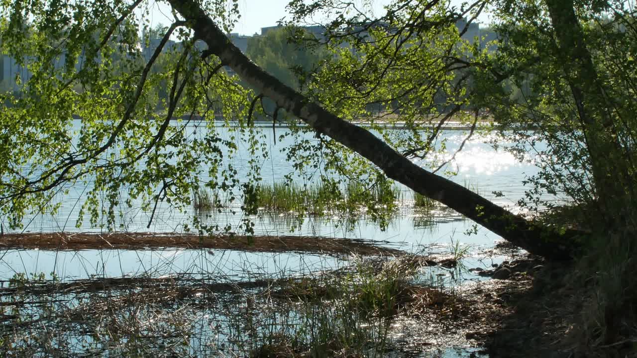 핀란드 라피엔란타에 있는 세이마 호수 연안 풍경