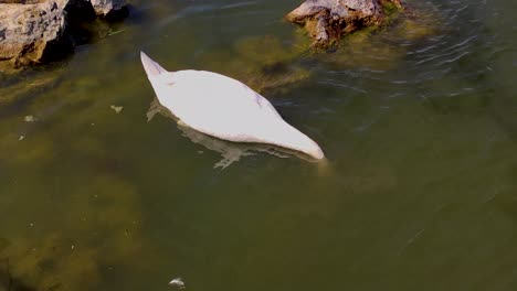 mute swan in her natural habitat, on a lake, feeding.