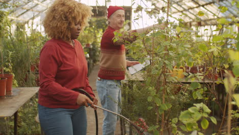 young black woman working with senior manager in greenhouse