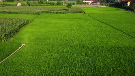 Paddies,-meticulously-tended-by-local-farmers,-showcase-beauty-of-rural-Vietnam