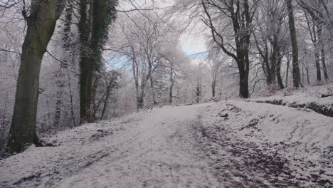 carretera rural vacía entre bosques helados sin hojas en una soleada mañana de invierno
