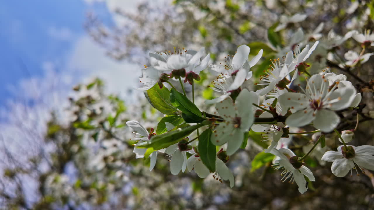 Close up shot of branches of blossoming white cherry flowers on a tree with blurred background on a sunny day