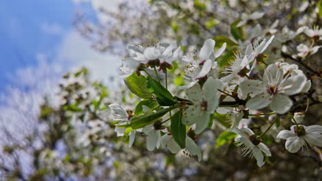 Nahaufnahme-Von-Zweigen-Blühender-Weißer-Kirschblüten-Auf-Einem-Baum-Mit-Unscharfem-Hintergrund-An-Einem-Sonnigen-Tag