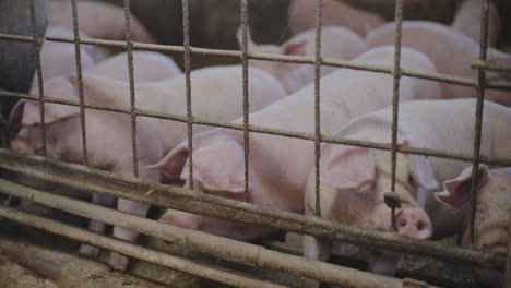 pigs in a farm pen